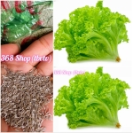 (100g)💎 Hạt giống CẢI XÀ LÁCH (Lẻ) Lớn cây 💖 Giống tốt nhà nông