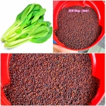 (100g)💎 Hạt giống CẢI NGỌT (lẻ) Lớn cây 💖 Giống tốt cho nhà nông