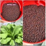 (100g)💎 Hạt giống Cải Bẹ Xanh Nồng (lẻ)💖 Cây rất to - Giống tốt cho nhà nông.