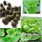 (Túi 100g)💎 Hạt giống Mồng Tơi (lẻ) Giống tốt cho nhà nông.🌱🌱🌱